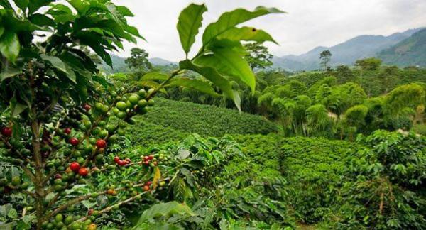 Image for event: Costa Rican Coffee Farm -- Virtual Tour