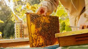 Image for event: The Buzz on Backyard Beekeeping