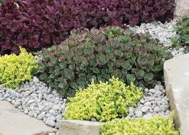 Image for event: Glorious Ground Cover - Gardeners' Best Friends